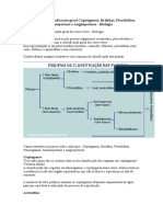 Reino Metáfita Classificação Geral Criptógamas