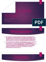 Informe Del Sistema Muscular