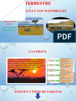 Ecosistema Terrestre Sabana Y Matorrales 