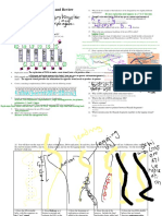 Kami Export - Erick Flesch - DNA-Replication-Overview-and-Review