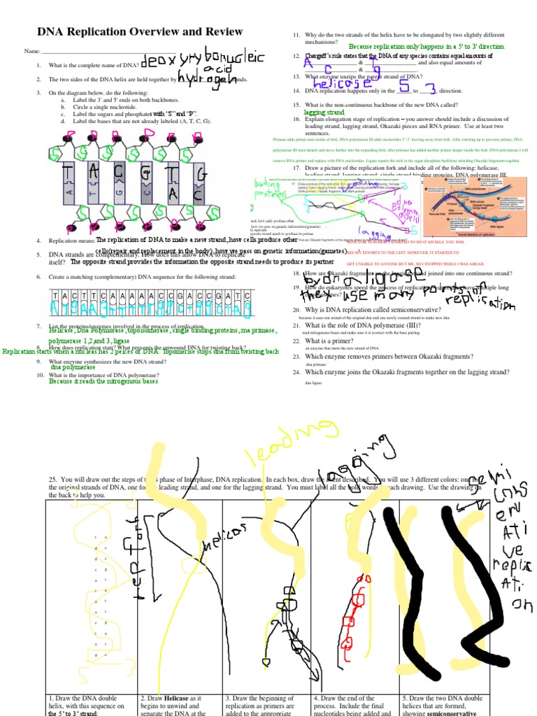 DNA Replication Worksheet Guide | PDF | Dna Replication | Dna