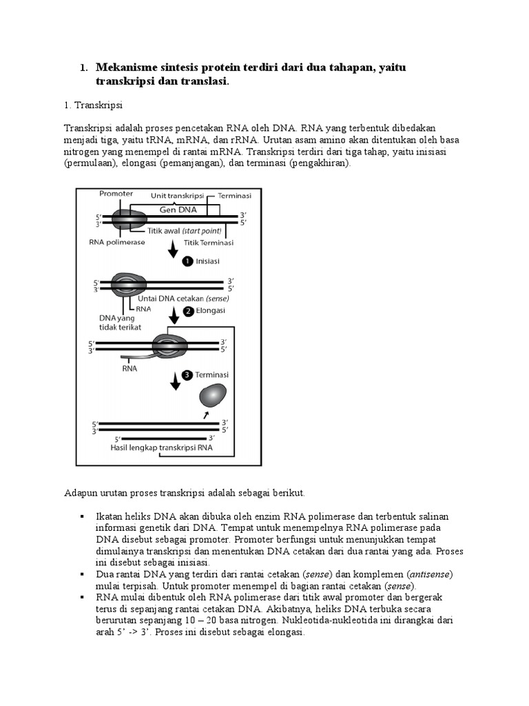 Enzim dalam Sintesis Protein | PDF | Sains & Matematika