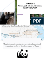 Project Animals Endangered Giant Panda