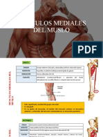 Musculos Mediales Del Muslo