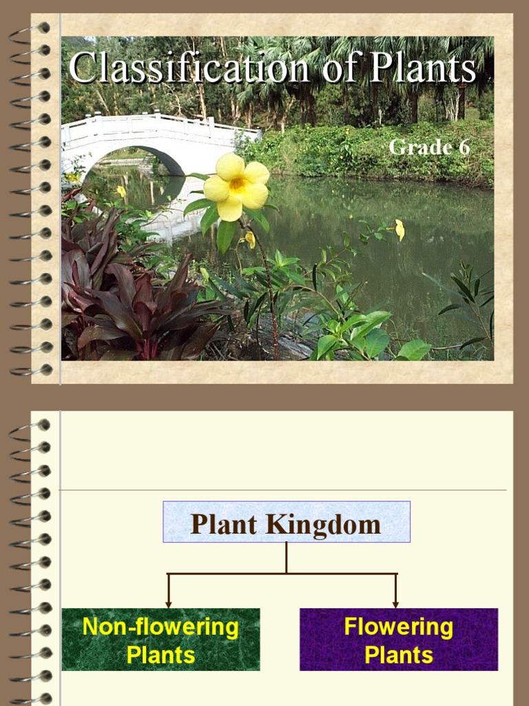 Plant Classification for Grade 6 | PDF
