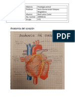 Anatamia Del Corazon y Circulacion Venosa y Arterial