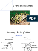 Frog Body Parts and Functions 2013