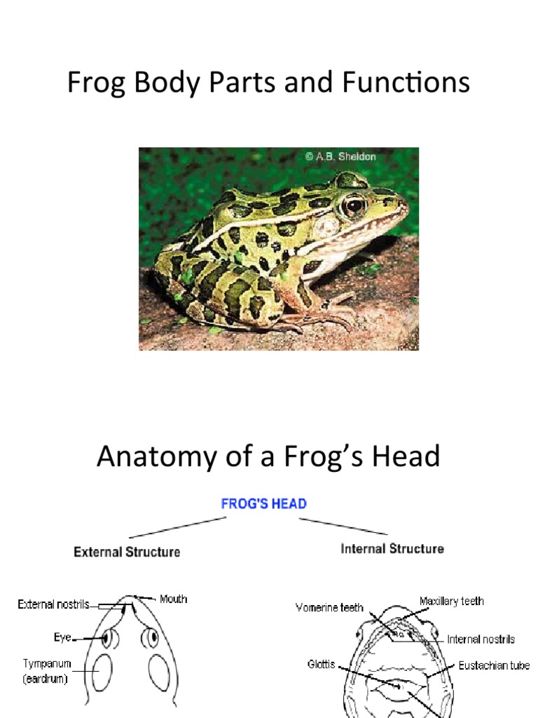 Frog Body Parts and Functions 2013 | PDF | Heart | Human Body