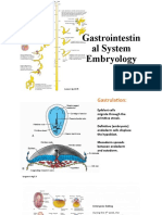 Gastrointestinal System Embryology