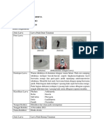 Psba 2019. Dinda Arsita. Laporan Pengamatan Larva Serangga. Entomologi.