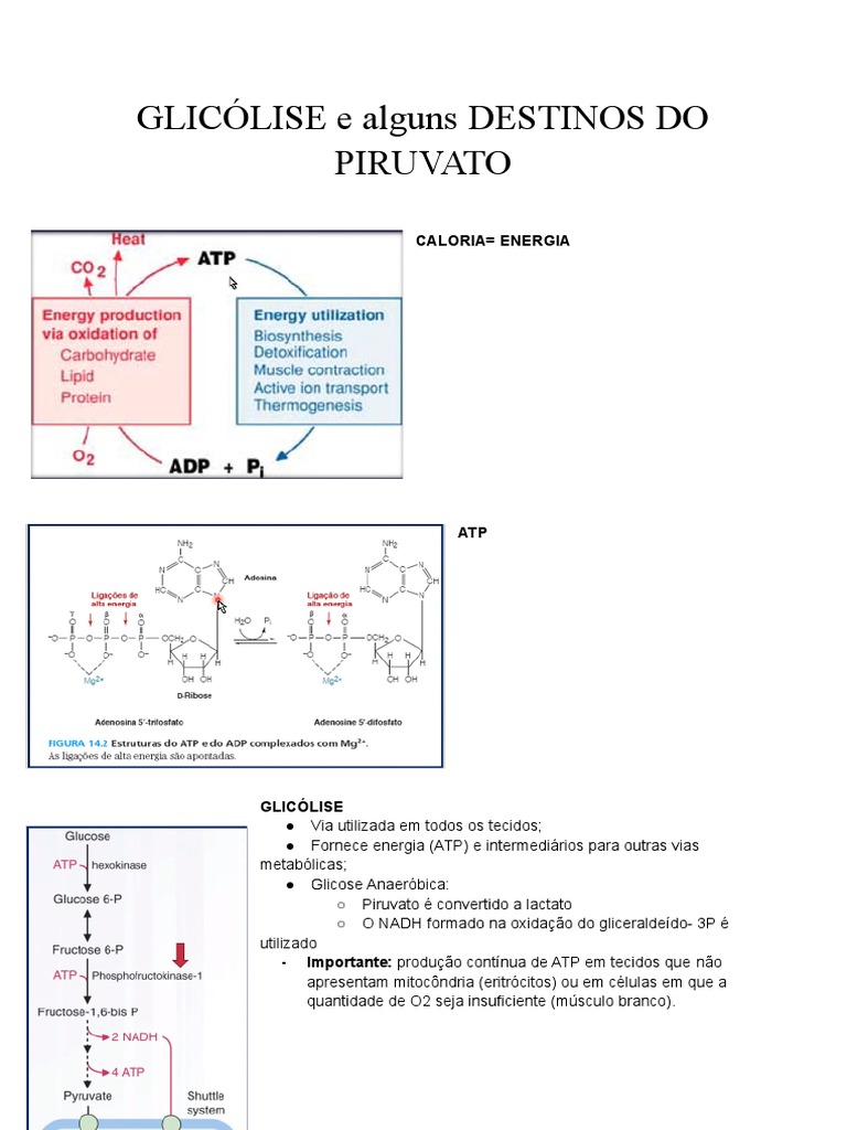 Os principais processos da glicólise, destinos do piruvato e sua ...