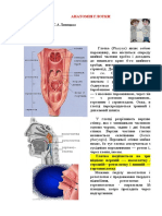 Anatomija Glotki