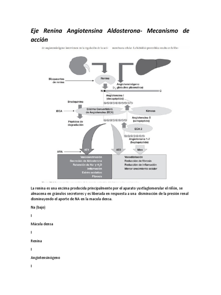 Mecanismos del Sistema RAA y Alteraciones | PDF
