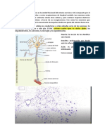 La neurona, unidad funcional del sistema nervioso