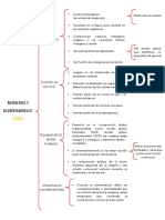 Cuadro Sinóptico. Nutrientes y Neurodesarrollo: Lípidos