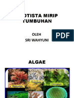 Protista Mirip Tumbuhan