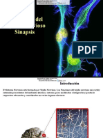 Transmision Del Impulso Nervioso Sinapsis PPT 1 Downloable