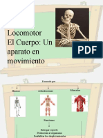 Ppt Sistema Locomotor