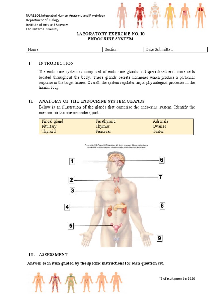 Laboratory Exercise No. 10 Endocrine System | PDF | Endocrine System ...