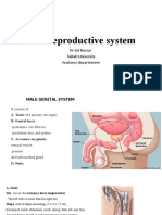 Male Reproductive System MLT