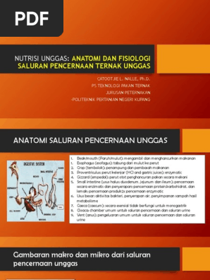 108 Gambar Pencernaan Unggas HD