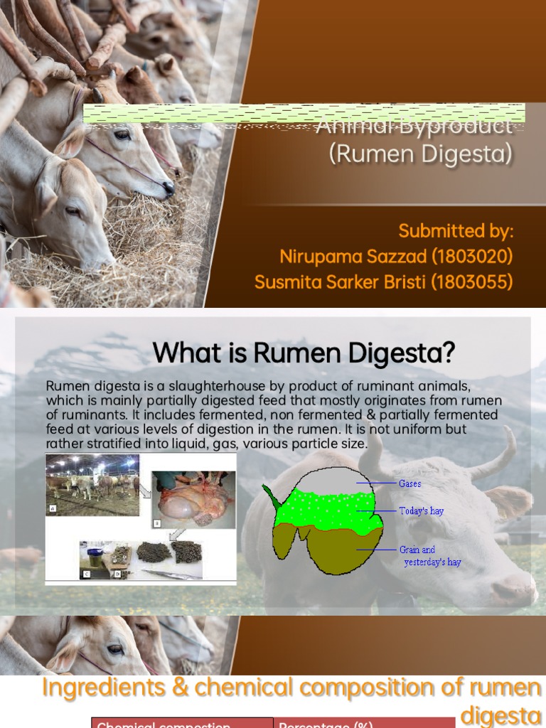 Rumen Digesta As | PDF | Digestion | Ruminant