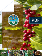 Plagas y Enfermedades y El MIPE en Cultivo de Café (Coffea) : Universidad San Carlos de Guatemala