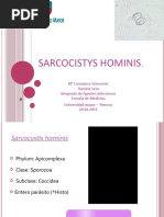 Download Sarcocystis hominis presentacion by Daniela Seco SN53924393 doc pdf