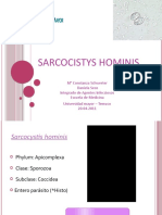 Sarcocystis hominis: ciclo, morfología y prevención