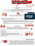 Tejido Muscular Infografia