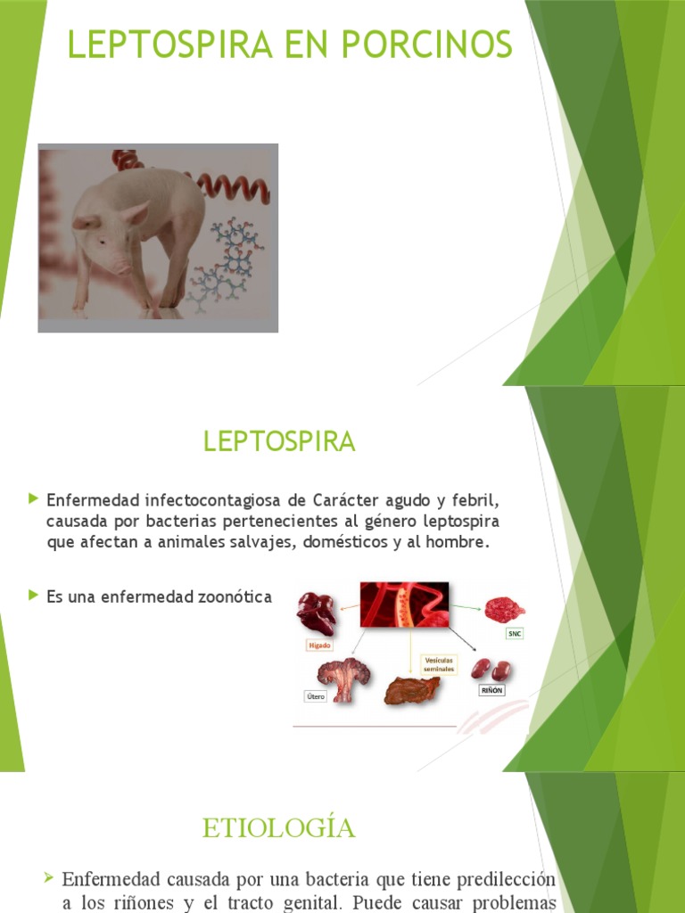 Leptospirosis en Cerdos: Diagnóstico y Tratamiento | PDF ...