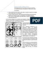 Células Troncales y Diferenciación