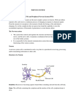 Chapter 2 Nervous System