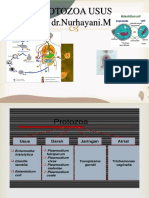 Protozoa Usus 2