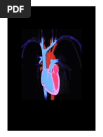 3.3 - Sistema Cardiovascular