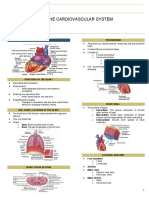 Midterm - Cardiovascular System