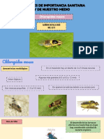 Chloropidae mosca: características, ciclo de vida, enfermedades y control