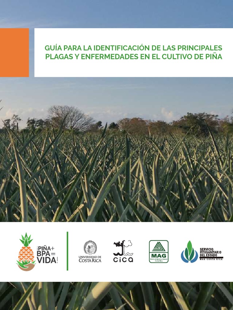 Plagas y Enfermedades en Piña | PDF | Botánica | Organismos