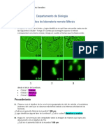 Laboratorio Mitosis 