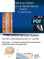 Anatomy - Spinal Cord & Spinal Nerves