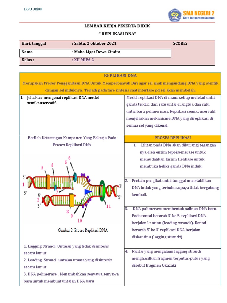 Proses Replikasi DNA dan Sintesis Protein | PDF