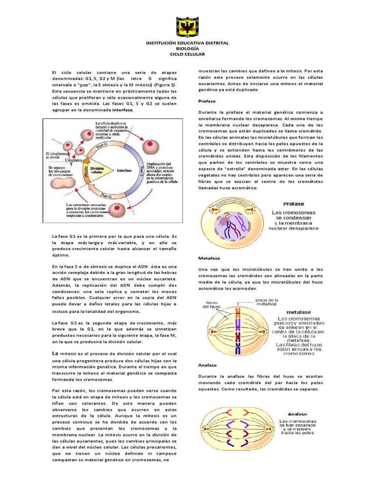 Fases del Ciclo Celular y Mitosis | PDF | Mitosis | Biología Celular)