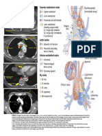 Lympnode Anatomy