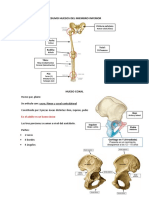 Resumo Huesos Del Miembro Inferior