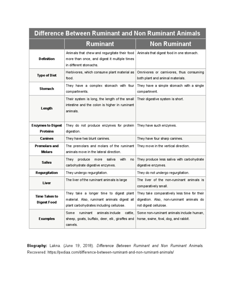 Ruminant vs Non-Ruminant Animals Explained | PDF | Ruminant | Digestion