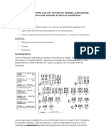 Prc3a1ctica Cariotipo