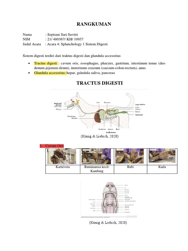 Sistem Digesti Pada Hewan | PDF