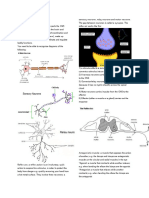 Coordination and Response Plants and Animals