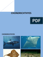 Chondrichtyes 2