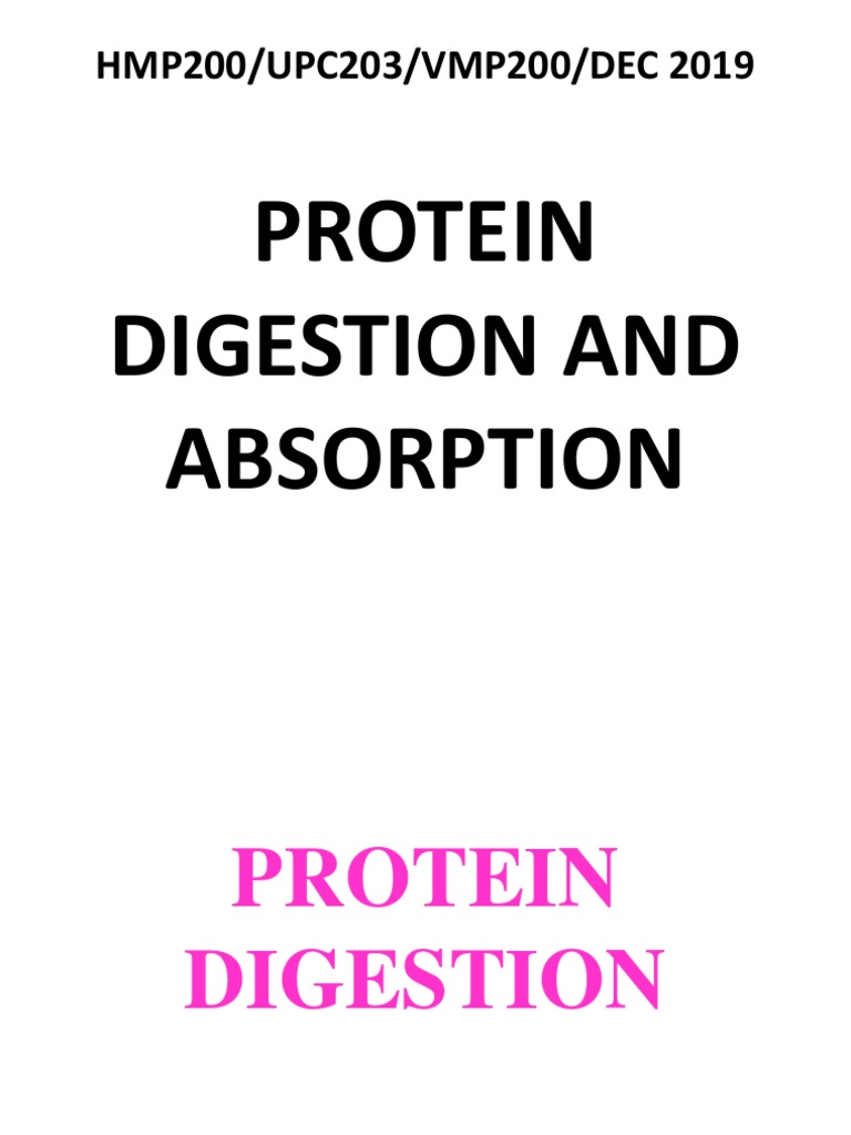 Protein Digestion & Absorption PDF Proteolysis Digestion